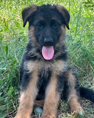 Super cuccioli Pastore Tedesco Pedigree
