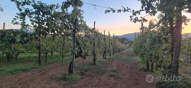 Uva da vigneto di produzione propria