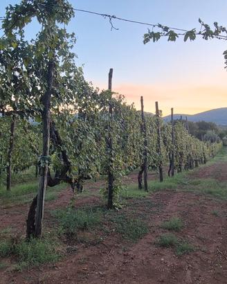 Uva da vigneto di produzione propria
