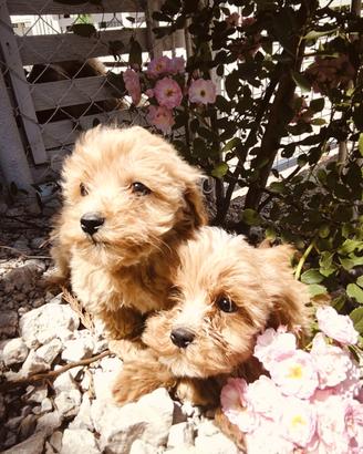 Cuccioli di Maltipoo Dip IMMEDIATA