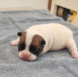Bulldog francese pedigree enci bouledogue