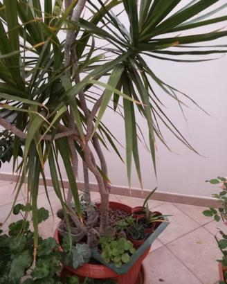 pianta da giardino e da arredamento 