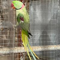Pappagallo grande alessandrino