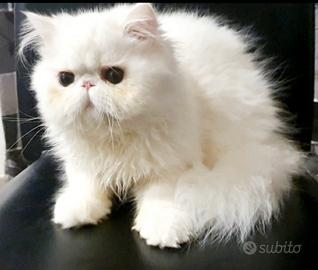 Stupendo gatto persiano ipertipico maschio
