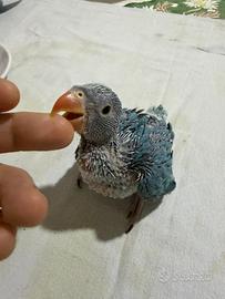 Pappagalli parrocchetto dal collare viola