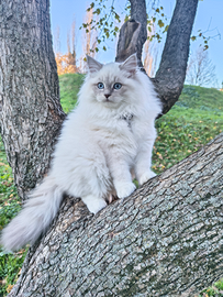 Cuccioli gatto siberiano