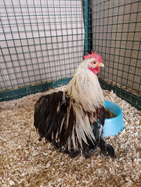 Galletto cocincina nana