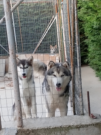 Siberian husky