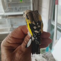 Cessione ancestrali ,2 coppie, 2025 anellino foi