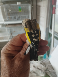 Cessione ancestrali ,2 coppie, 2025 anellino foi