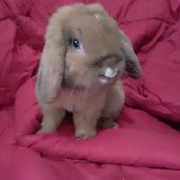 Coniglio Mini Lop riproduttore
