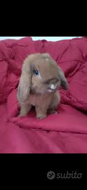Coniglio Mini Lop riproduttore