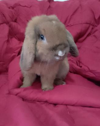Coniglio Mini Lop riproduttore