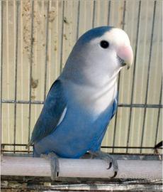 Inseparabili blu