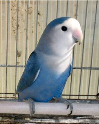 Inseparabili blu