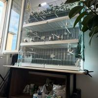 Cardellini mayor 3 coppie