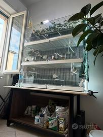 Cardellini mayor 3 coppie