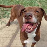 Una famiglia per Ade