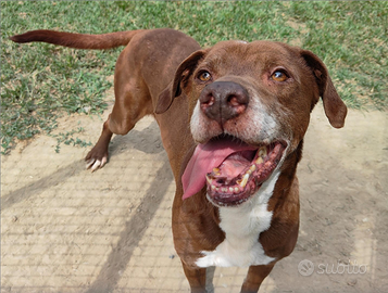 Una famiglia per Ade