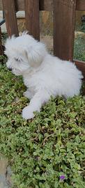 Maltipoo