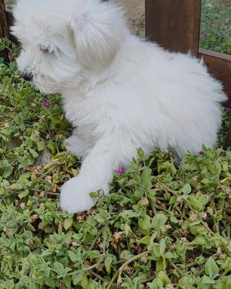 Maltipoo