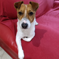 Maschio adulto Jack Russell Terrier accoppiamento