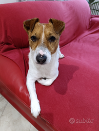 Maschio adulto Jack Russell Terrier accoppiamento