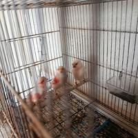 Canarini mosaico rossi