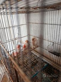 Canarini mosaico rossi