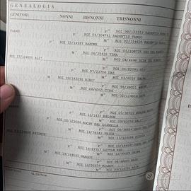 Setter Inglese femmina