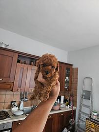 Barboncini