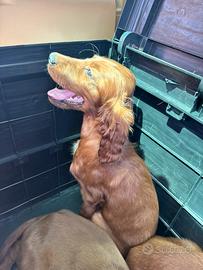 Setter Irlandesi