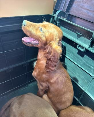 Setter Irlandesi