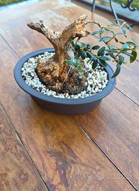 pre bonsai shoin di olivastro