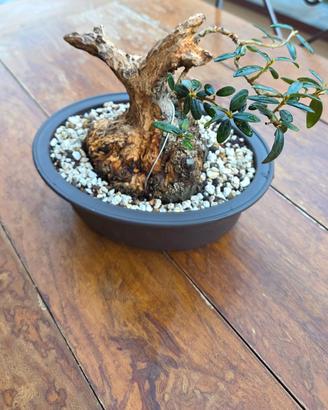 pre bonsai shoin di olivastro