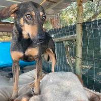 Cane taglia piccola 12 kg adulta