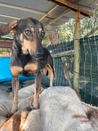 Cane taglia piccola 12 kg adulta