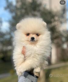 Spitz di pomerania femmina