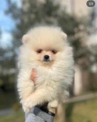 Spitz di pomerania femmina