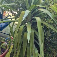 Yucca “Tronchetto della felicità”

