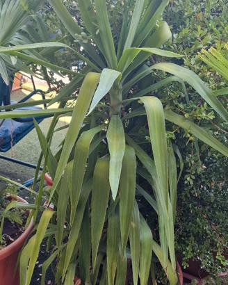 Yucca “Tronchetto della felicità”

