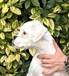 Boxer cucciolo bianco