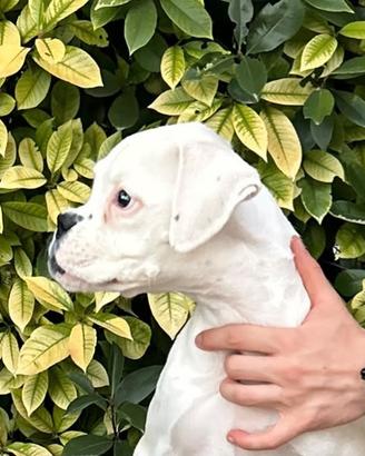 Boxer cucciolo bianco