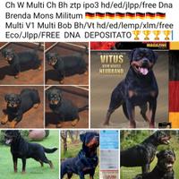 Cuccioli rottweiler ENCI FCI