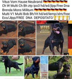 Cuccioli rottweiler ENCI FCI