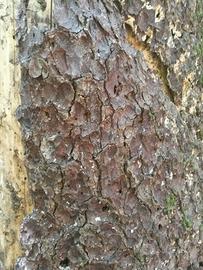 Corteccia pino