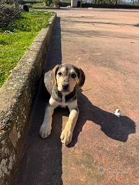 Cucciolo femmina incrocio Labrador e cocker