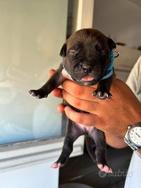 Pitbull