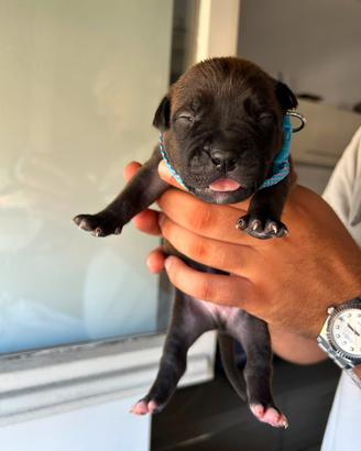 Pitbull