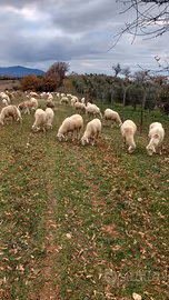 Pecore amiantine